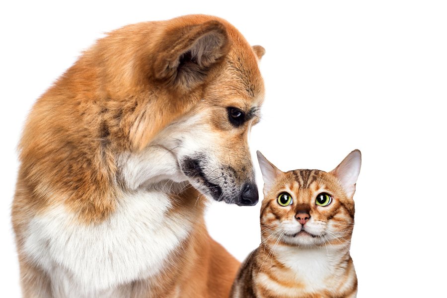 New Product Spotlight: Wholistic Pet Organics