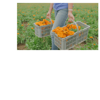 Thumbnail for Calendula Cream