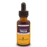 Thumbnail for Thuja - My Village Green