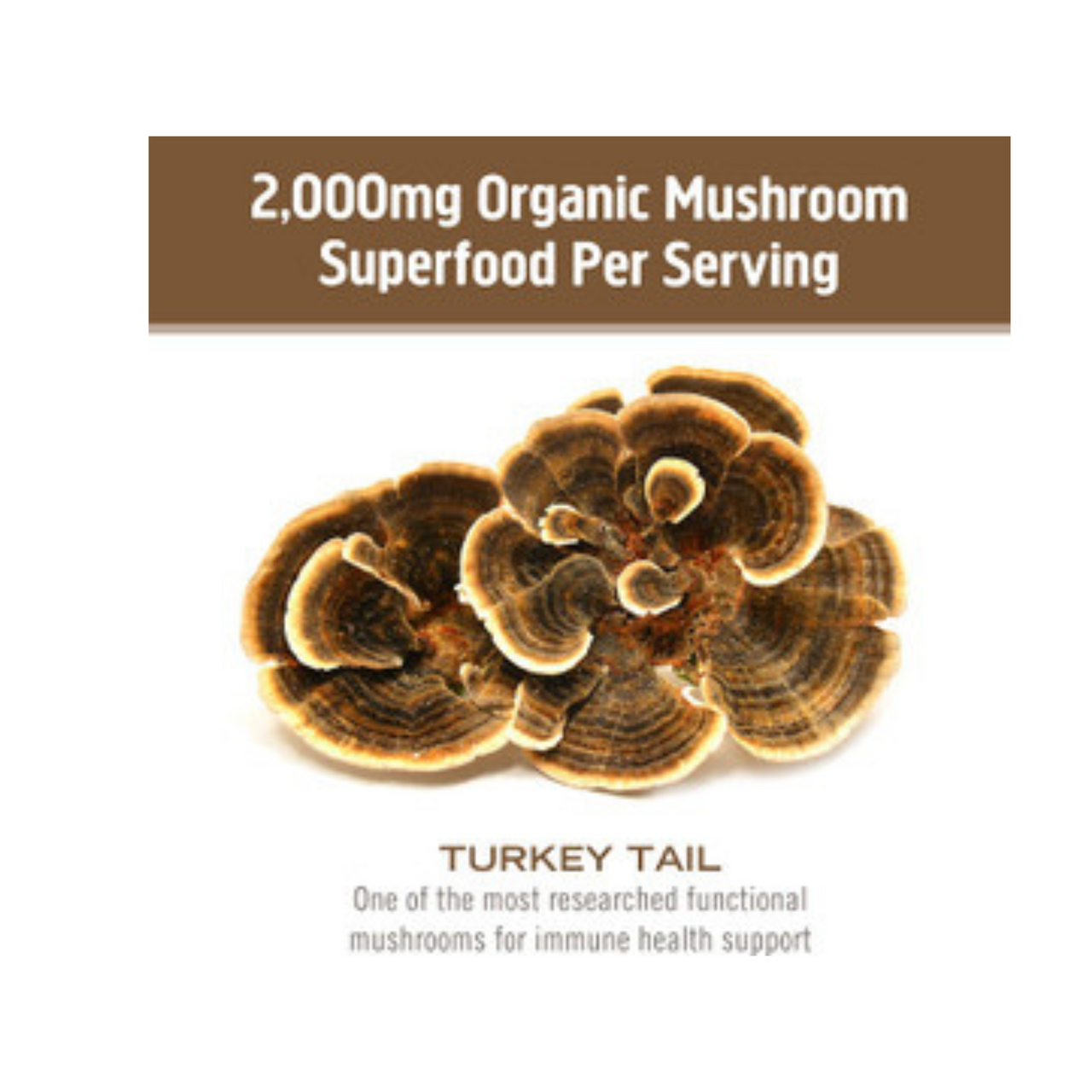 Turkey Tail Mushroom Capsule